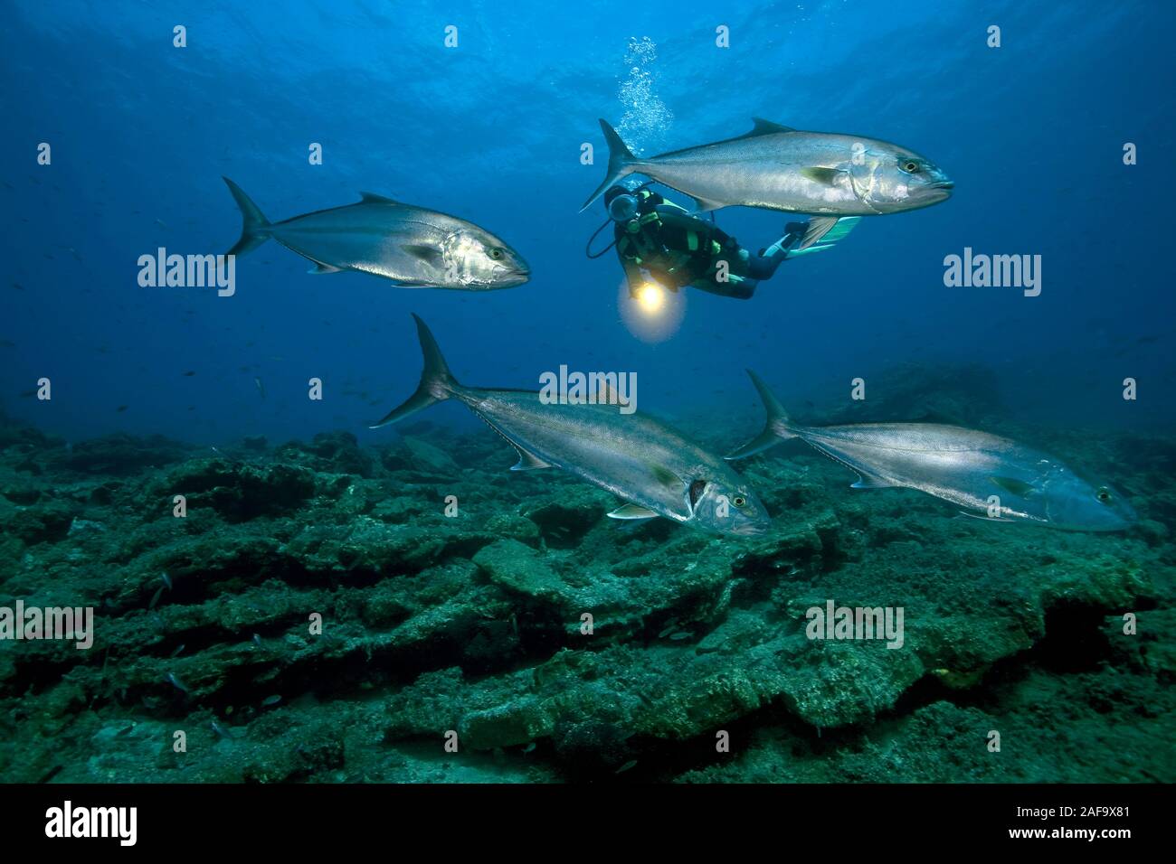 Scuba Diver und Große Bernsteinmakrele, Almaco Jack, Makrelen (Seriola dumerili), Bodrum, Türkei Stockfoto