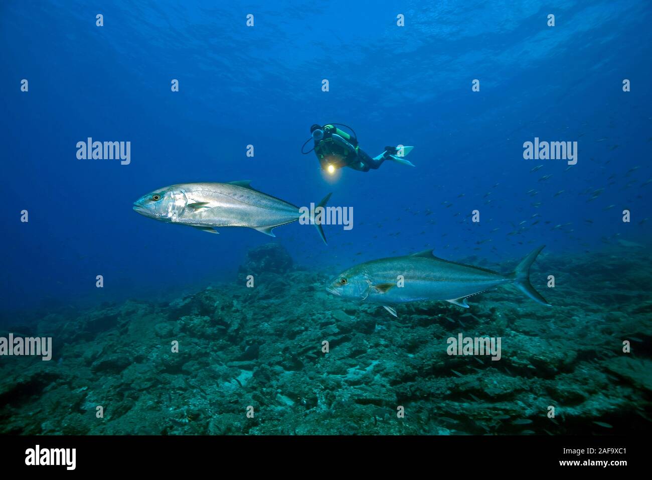 Scuba Diver und Große Bernsteinmakrele, Almaco Jack, Makrelen (Seriola dumerili), Bodrum, Türkei Stockfoto