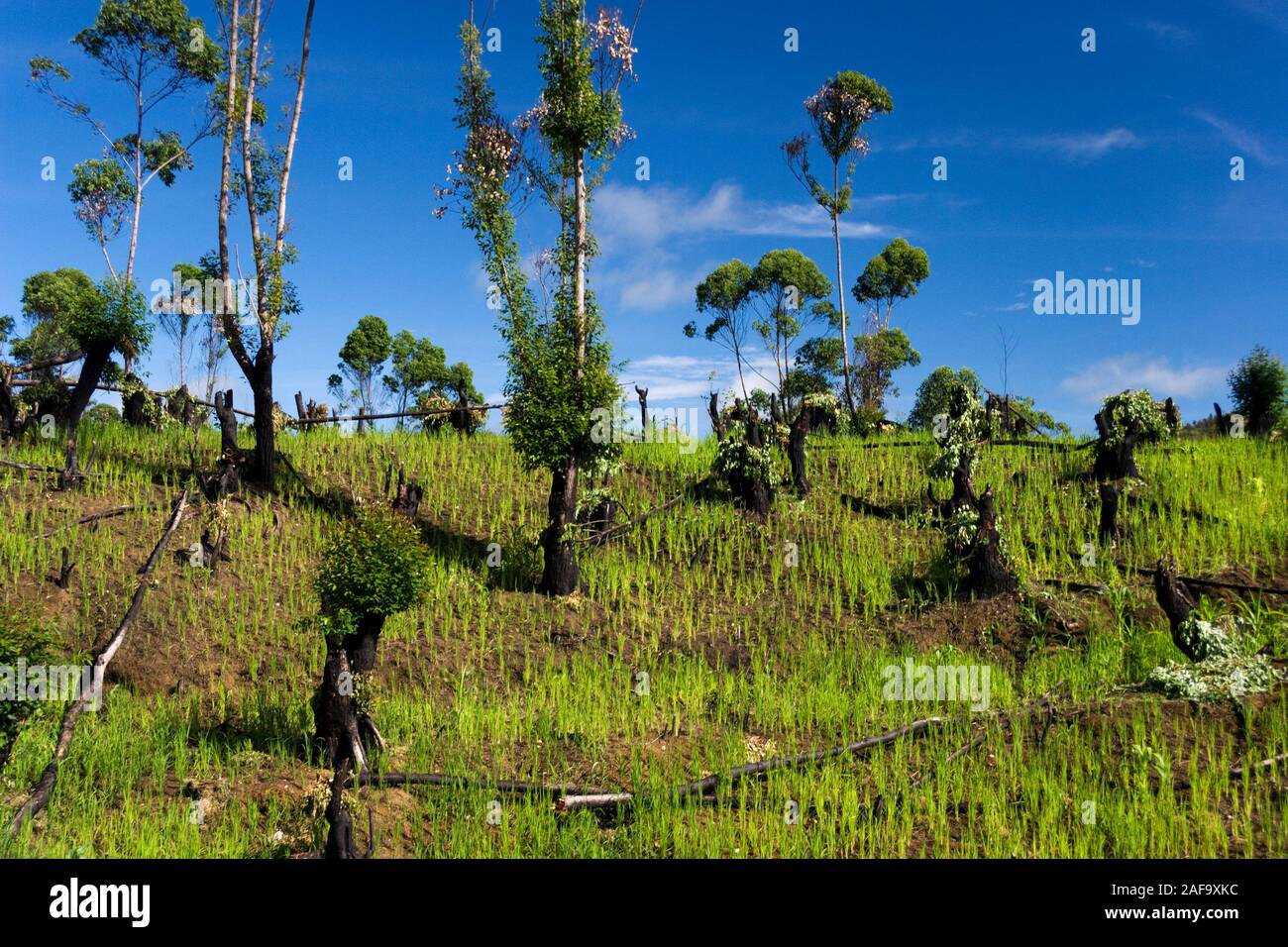 Reisfeld in einem ehemaligen Regenwald, Andasibe, Madagaskar Stockfoto