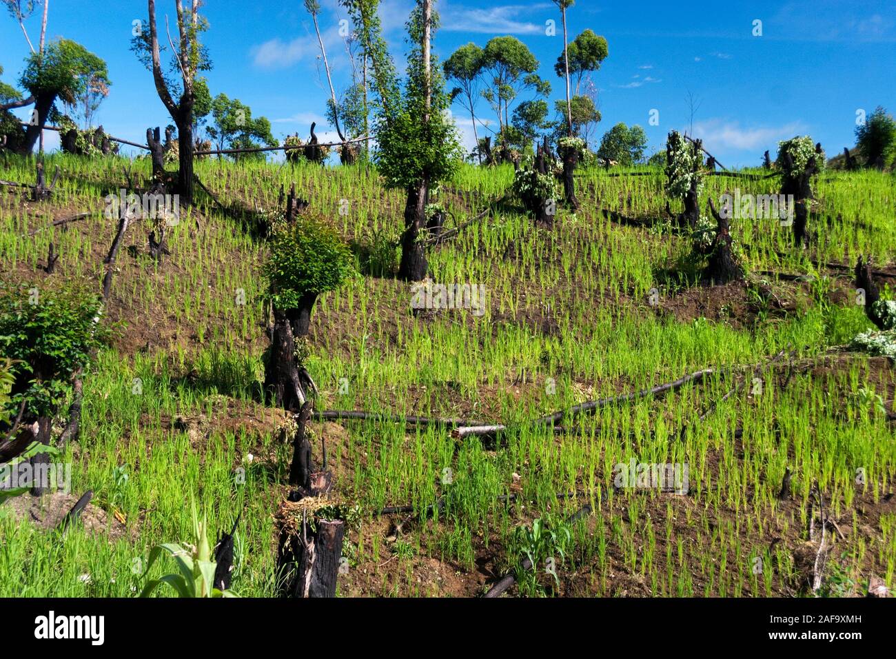 Reisfeld in einem ehemaligen Regenwald, Andasibe, Madagaskar Stockfoto