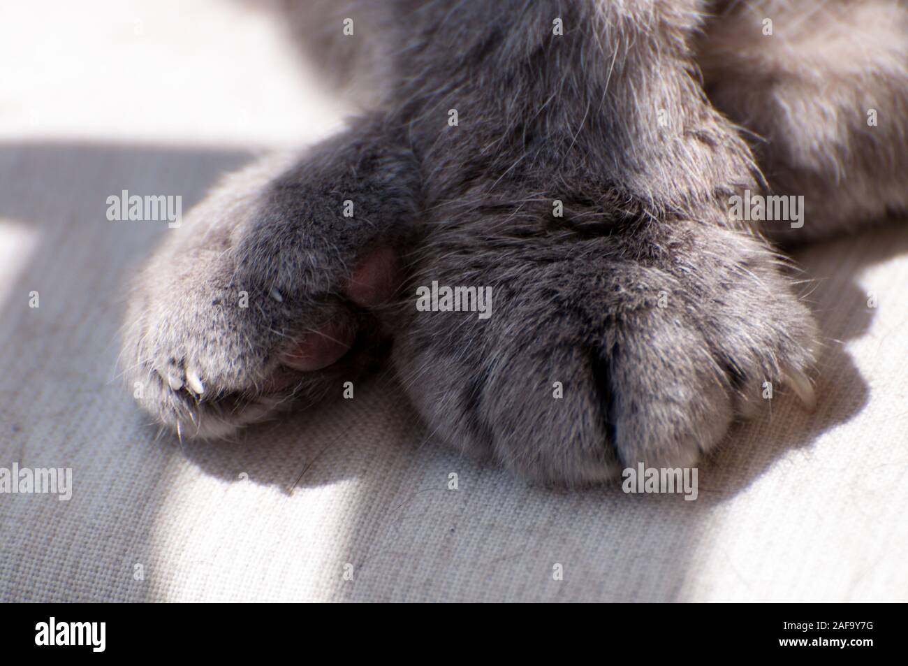 Nahaufnahme der eine graue Katze gekreuzten Pfoten. Stockfoto