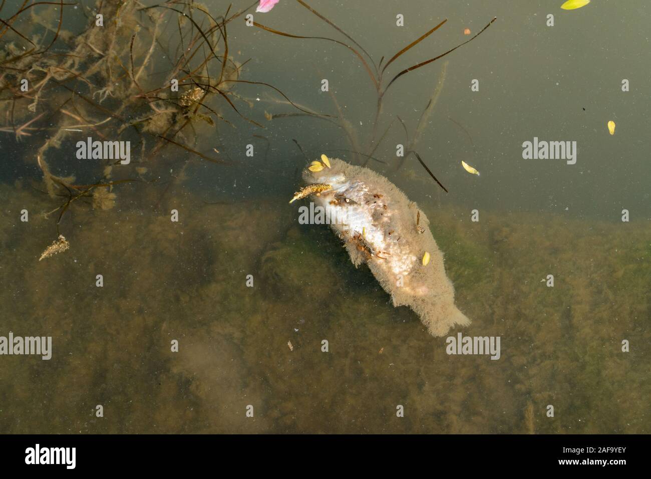 Tote Fische schwammen in den dunklen Wasser, Wasserverschmutzung, Umweltprobleme Stockfoto