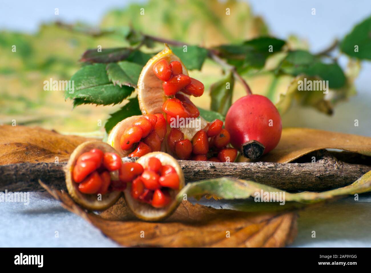 Stilvolle herbst Bild. Blätter im Herbst, ein wenig und rote Früchte. Stockfoto