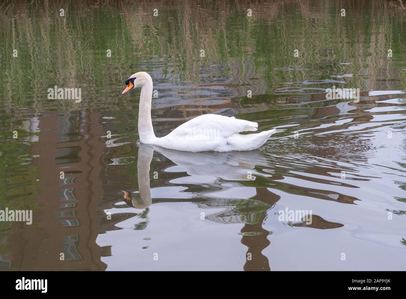 Schönen Schwan Schwimmen in einem See in Deutschland im Frühling Stockfoto