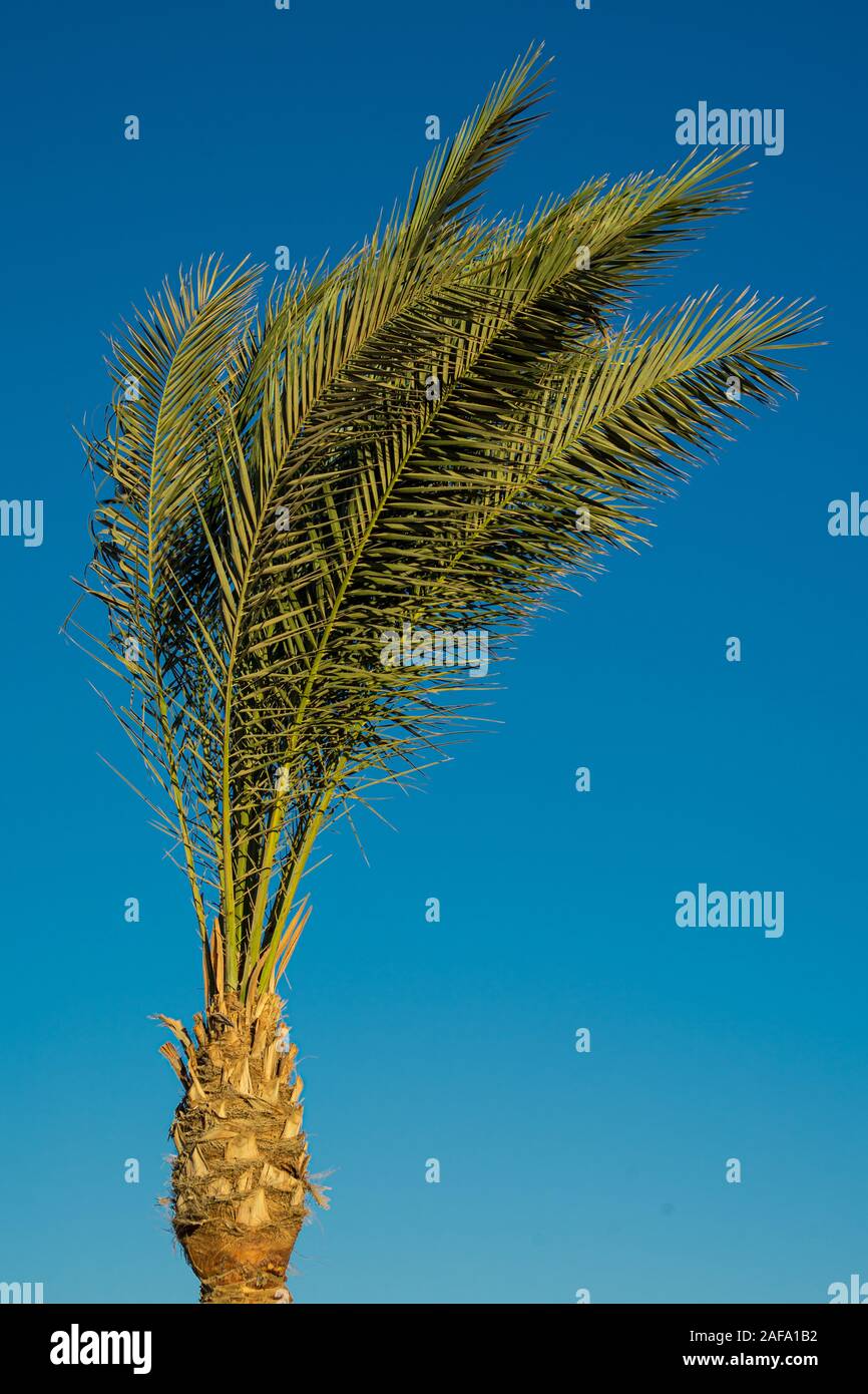 Single Palm Tree an einem windigen Tag, isoliert gegen den blauen Himmel, Stockfoto