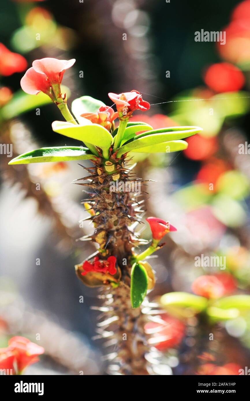 Christusdorn Euphorbia Milii Stockfotos und bilder Kaufen Alamy