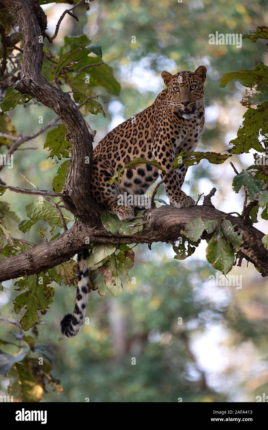 Ein männlicher Leopard in den Nagarhole Nationalpark, Indien Stockfoto