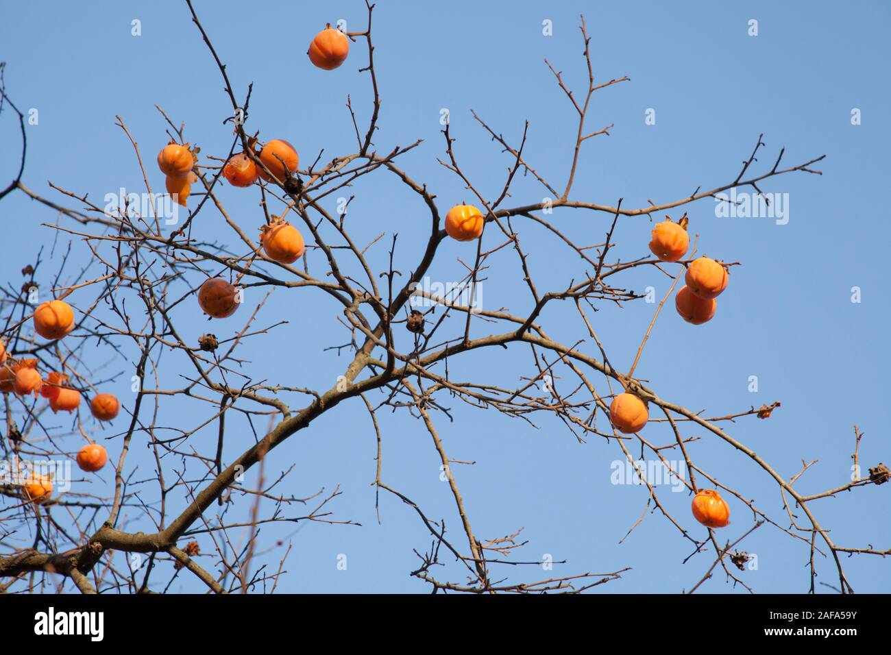 Die Frucht der japanischen Kakipflaume (diospyros Kaki) im Winter im Jardin des Palntes in Paris. Die Frucht ist als Sharon Früchte bekannt Stockfoto