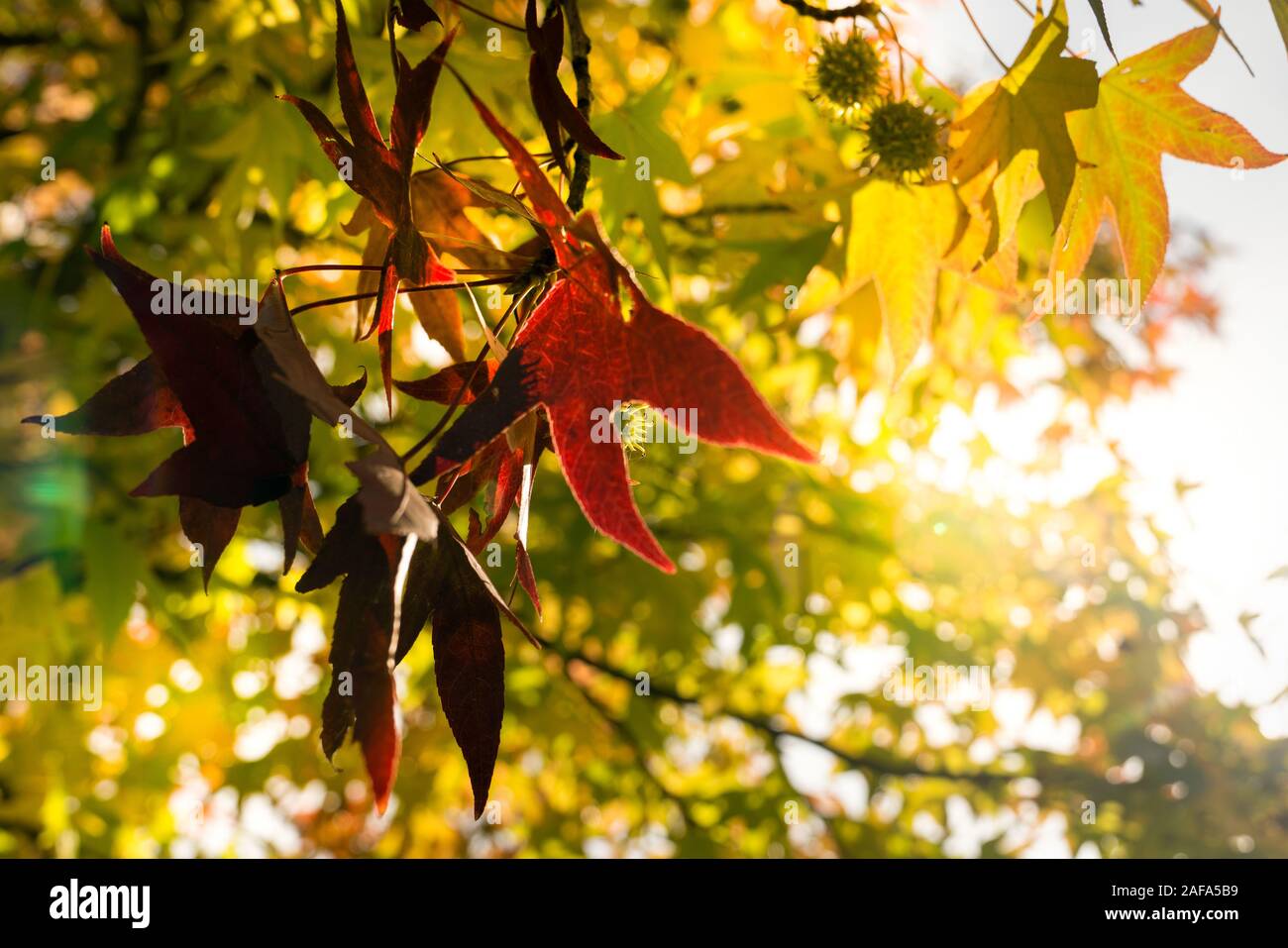 Goldener Herbst Blätter der Bäume und Früchte auf den Ästen des Baumes an der Goldenen Stunde. Schönen Herbst Hintergrund, Sonnenuntergang Gegenlicht und Bokeh. Stockfoto Goldener Herbst Blätter der Bäume und Früchte auf den Ästen des Baumes an der Goldenen Stunde. Schönen Herbst Hintergrund, Sonnenuntergang Gegenlicht und Bokeh. Stockfoto