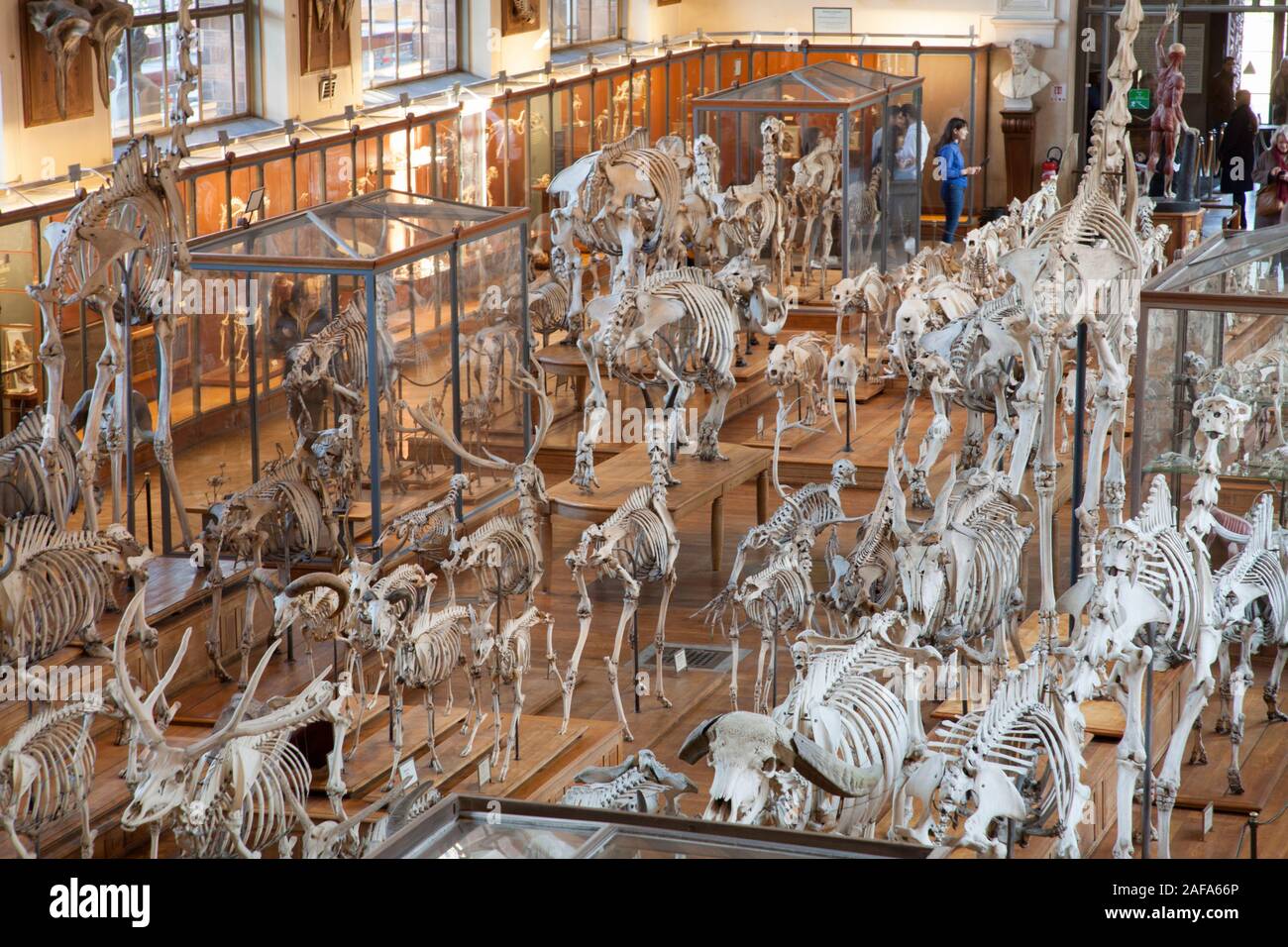 Die Galerie der Paläontologie und vergleichende Anatomie in Paris verfügt über eine erstaunliche Sammlung von Skeletten, Fossilien, und Historische biologischen Proben Stockfoto