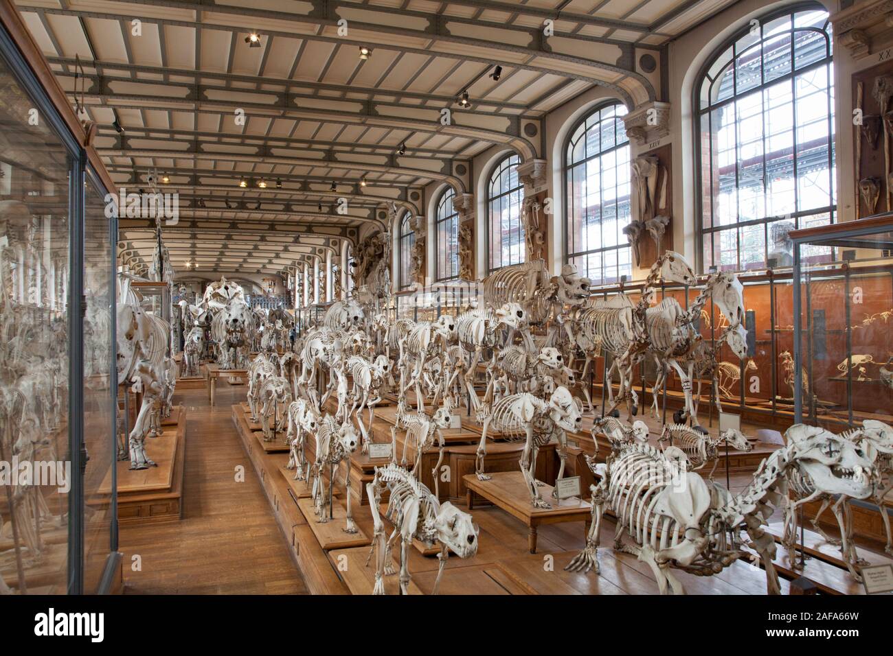 Die Galerie der Paläontologie und vergleichende Anatomie in Paris verfügt über eine erstaunliche Sammlung von Skeletten, Fossilien, und Historische biologischen Proben Stockfoto