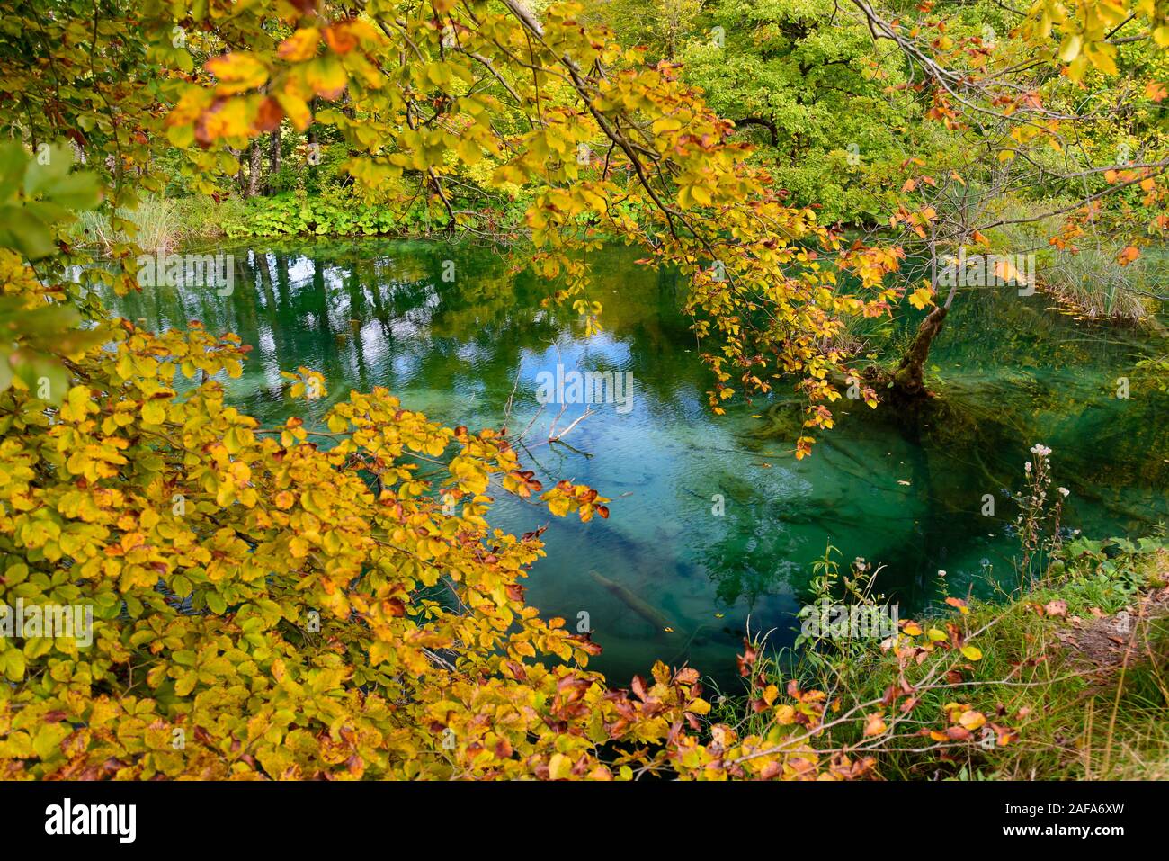 Nationalpark Plitvicer Seen (Plitvička Jezera) mit türkisfarbenen See, Kroatien Stockfoto