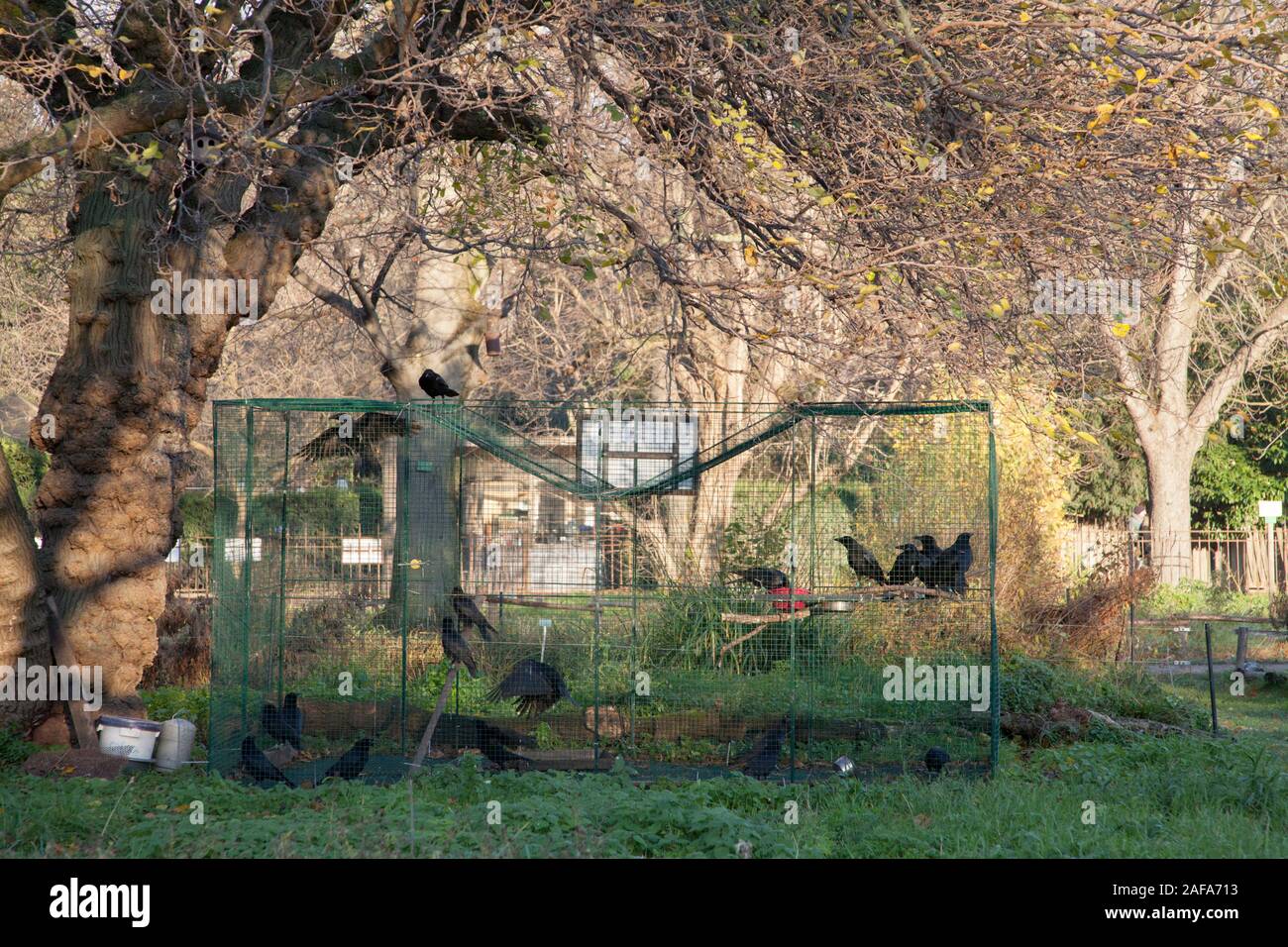 Krähen in einem Käfig im Jardin des Plantes in Paris. der Vogel gefährdet ist in der Stadt und das Projekt trägt mit ihrem Überleben Stockfoto