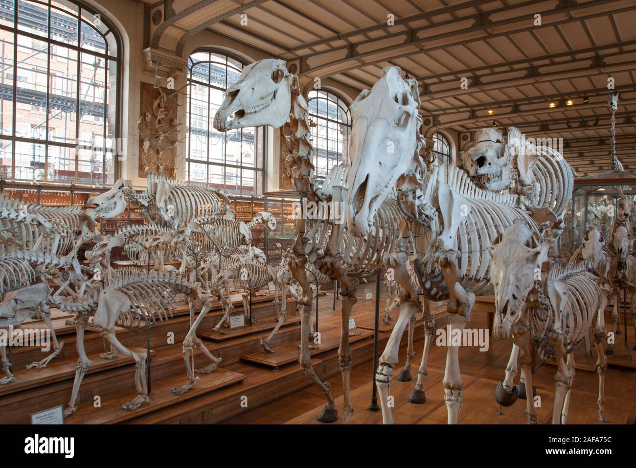 Tier Skelette in der Galerie der Paläontologie und vergleichende Anatomie in Paris Stockfoto