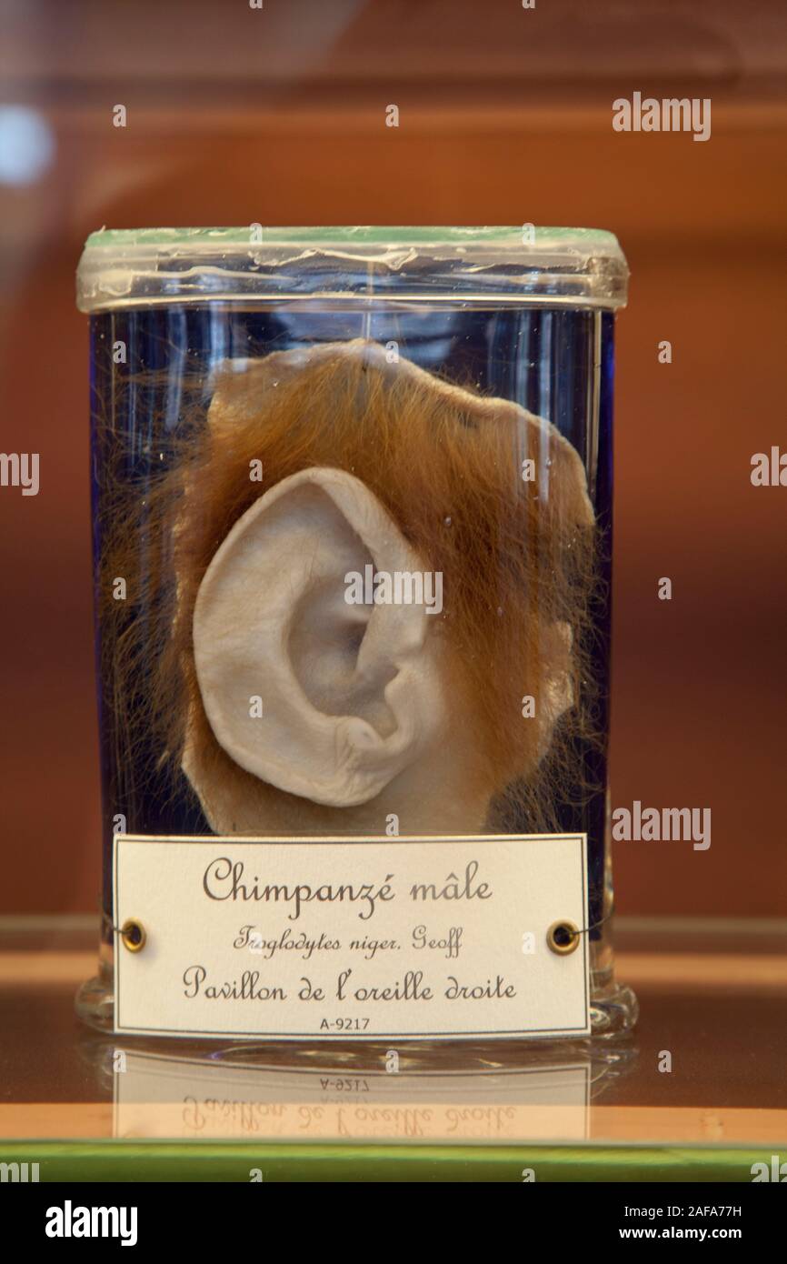 Ein Schimpanse Ohr in einem Glas in der Galerie der Paläontologie und vergleichende Anatomie in Paris Stockfoto