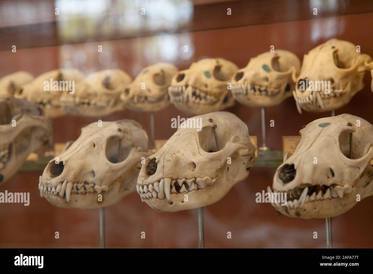 Die Galerie der Paläontologie und vergleichende Anatomie in Paris verfügt über eine erstaunliche Sammlung von Skeletten, Fossilien, und Historische biologischen Proben Stockfoto