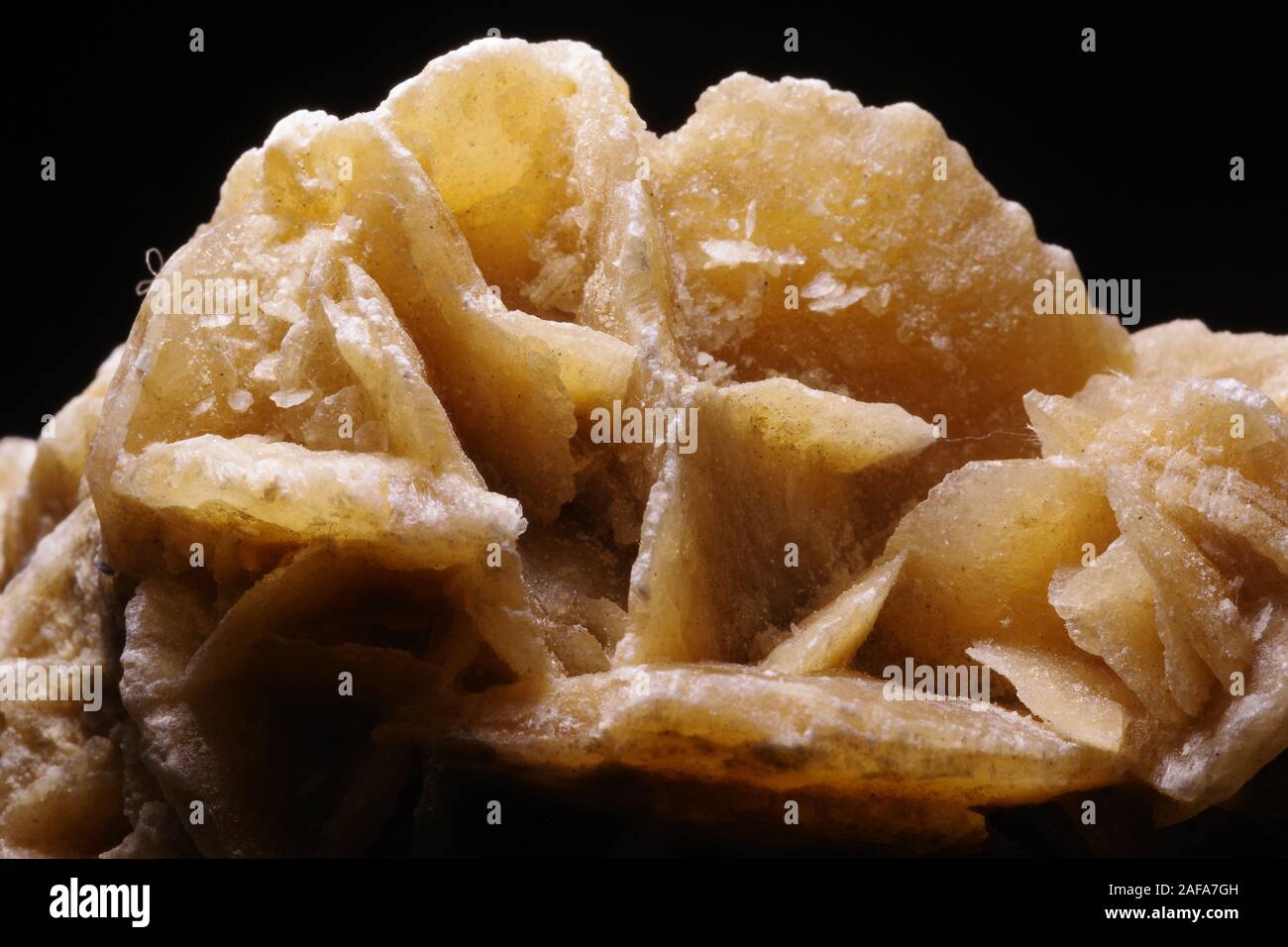 Desert Rose Gips, Calcium Sulfat Dihydrat evaporite Mineral (CaSO₄ · 2 H₂O). Makro Geologie Foto vor einem schwarzen Hintergrund. UK. Stockfoto