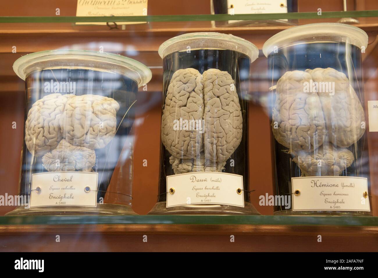 Drei Gehirne in Glas Muster Gläser in der Gallery der Paläontologie und der vergleichenden Anatomie in Paris. Stockfoto