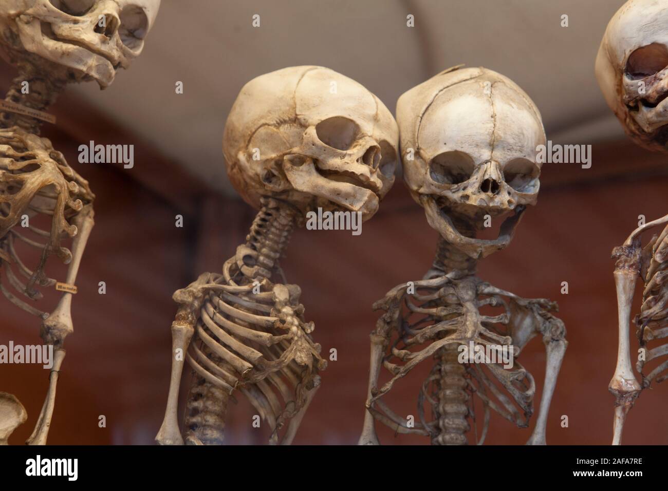 Die Skelette von menschlichen Säuglingen in der Galerie der Paläontologie und vergleichende Anatomie in Paris Stockfoto