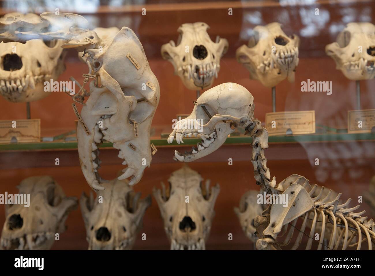 Schädel und Skelette in der Galerie der Paläontologie und vergleichende Anatomie in Paris Stockfoto