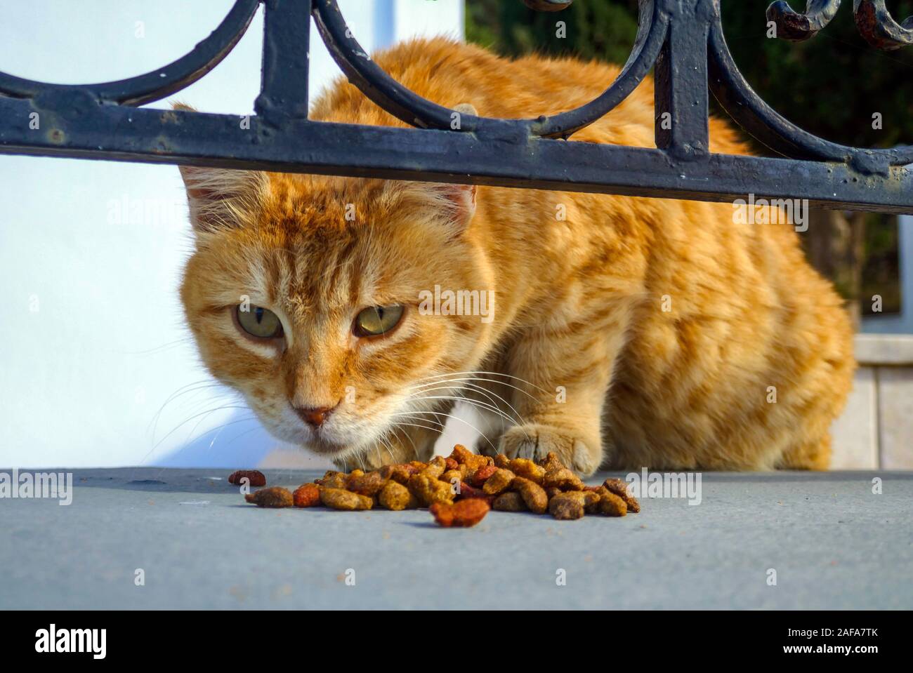 Close-up von wildschweinen Ginger cat Kekse essen, Insel Kalymnos, Dodekanes, Ägäis, Griechenland, Stockfoto