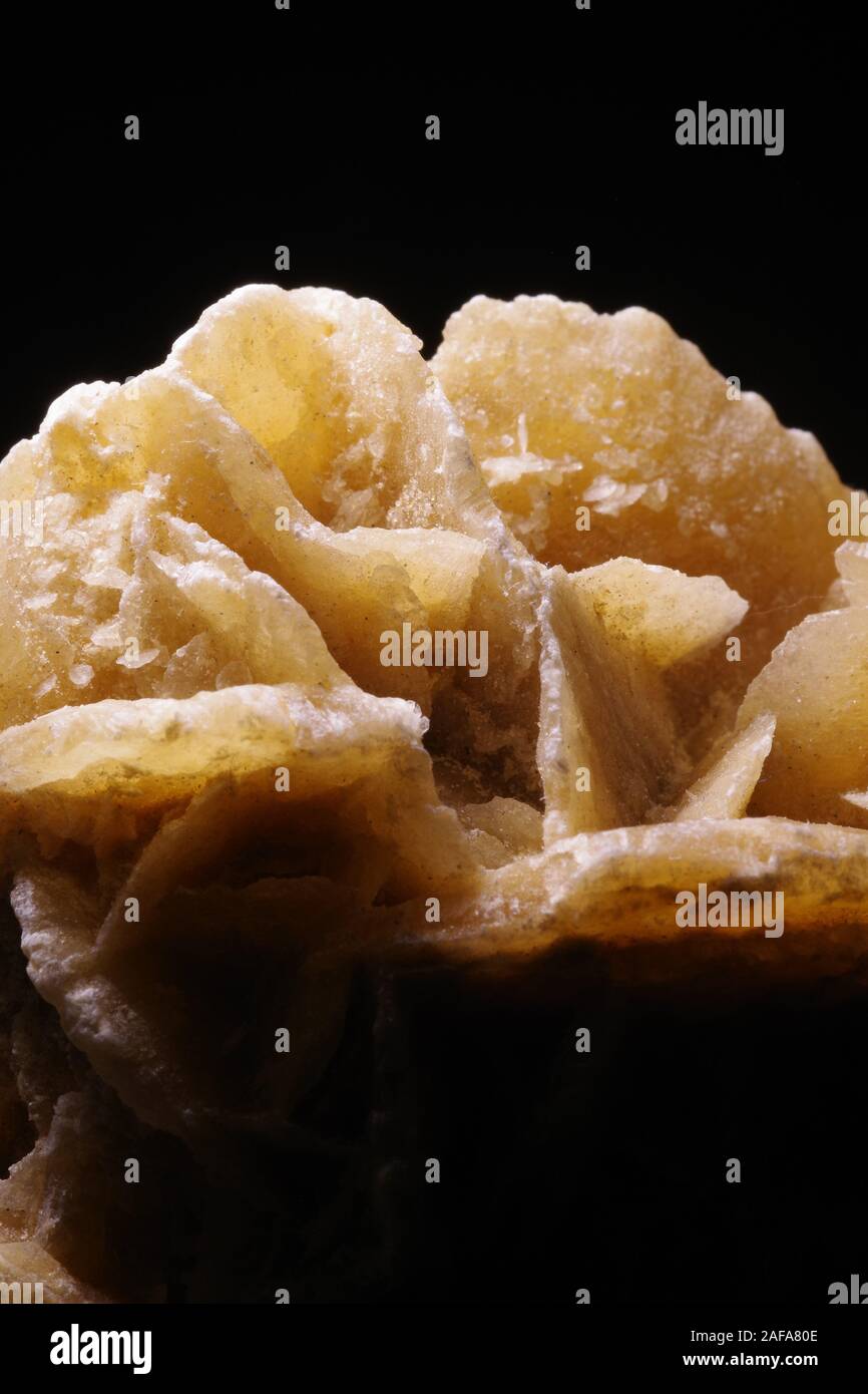 Desert Rose Gips, Calcium Sulfat Dihydrat evaporite Mineral (CaSO₄ · 2 H₂O). Makro Geologie Foto vor einem schwarzen Hintergrund. UK. Stockfoto