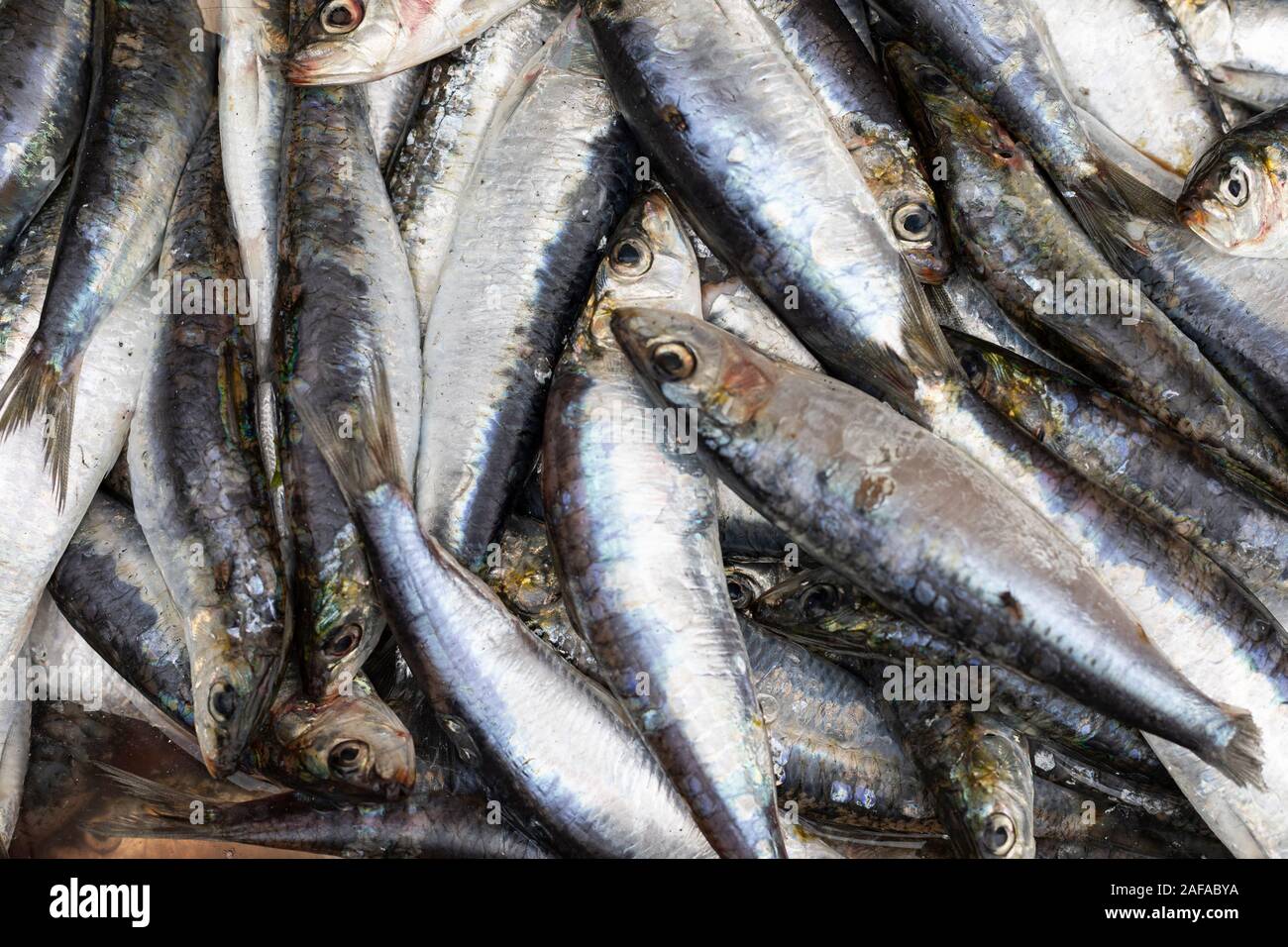 Sardinen frisch auf dem Markt in Porto - Portugal Stockfoto