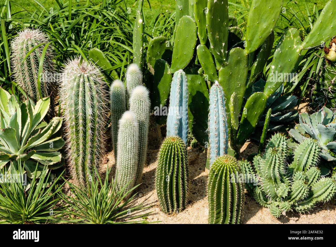 Mini kakteen -Fotos und -Bildmaterial in hoher Auflsung  Alamy