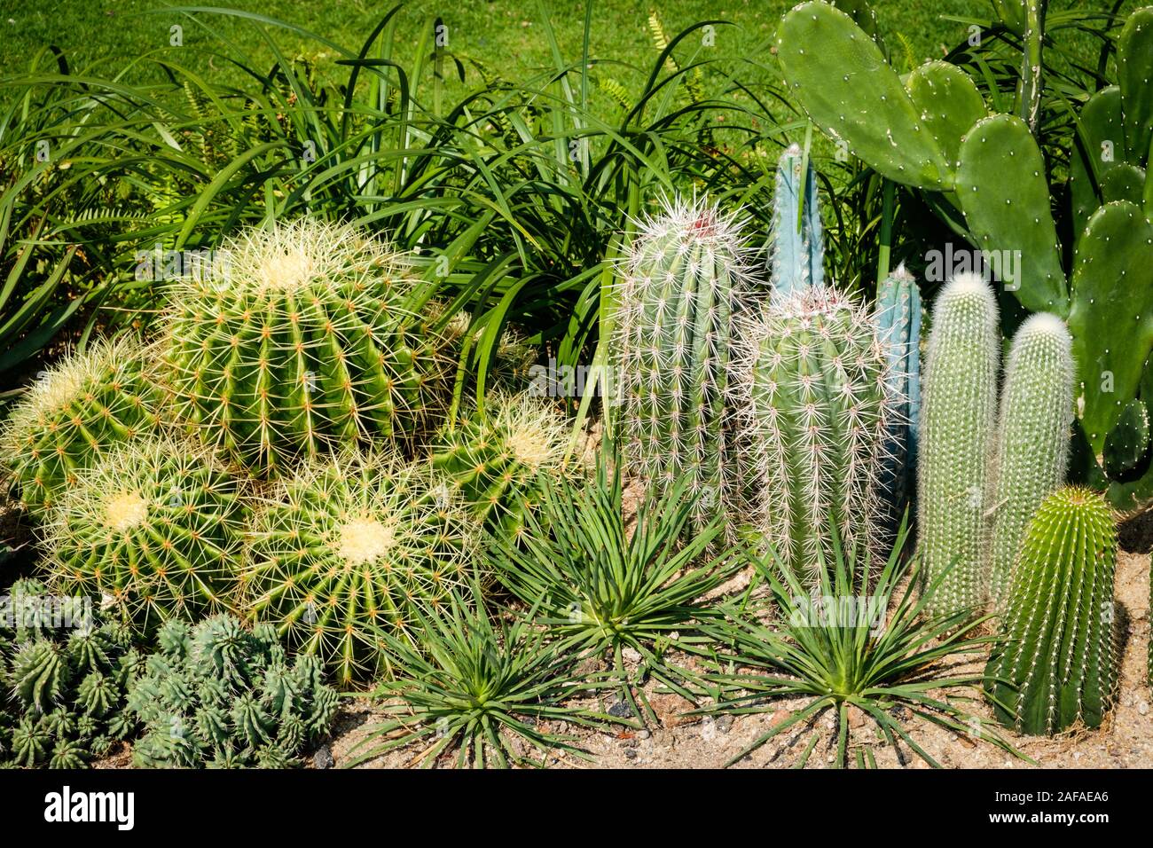 Cactus Garden, gemischte kleine Kakteen im Freien Stockfoto