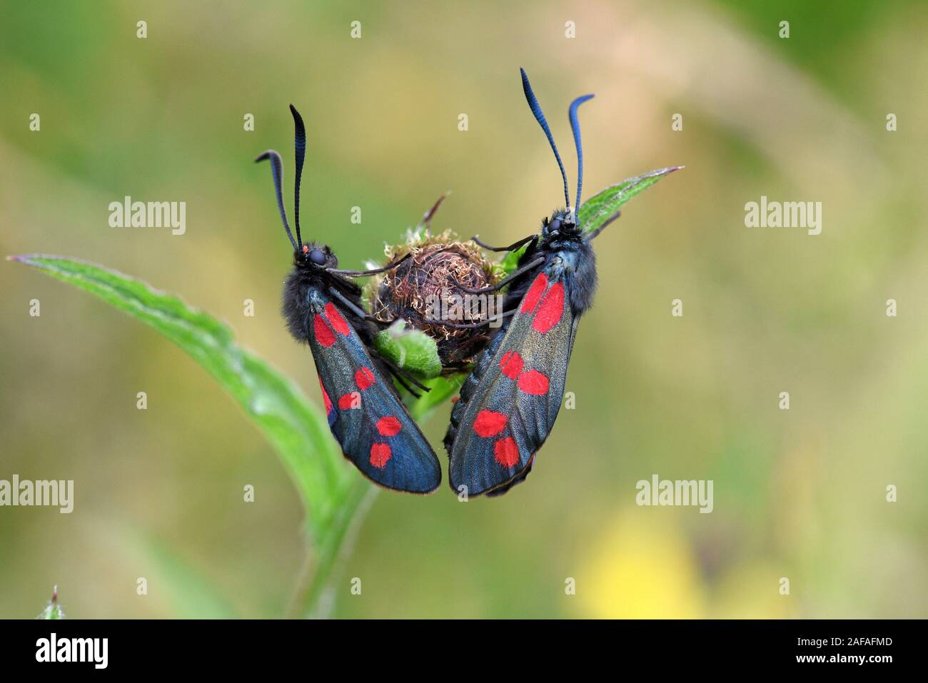 Six-spot Burnet Motte (Zygaena Filipendulae) männlichen und weiblichen ruht auf Pflanze, Wales, September Stockfoto