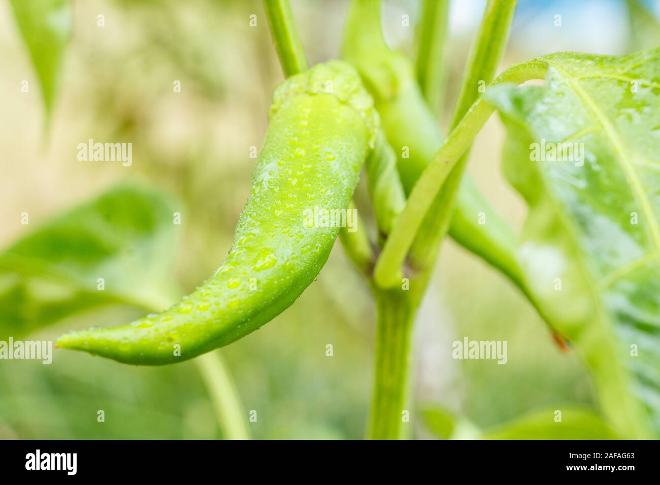 Grüne unreife chili Pfeffer auf den Garten ausgestattet. Homegrown Organic Food, Paprika oder Paprikaschoten im Garten Reifung. Stockfoto