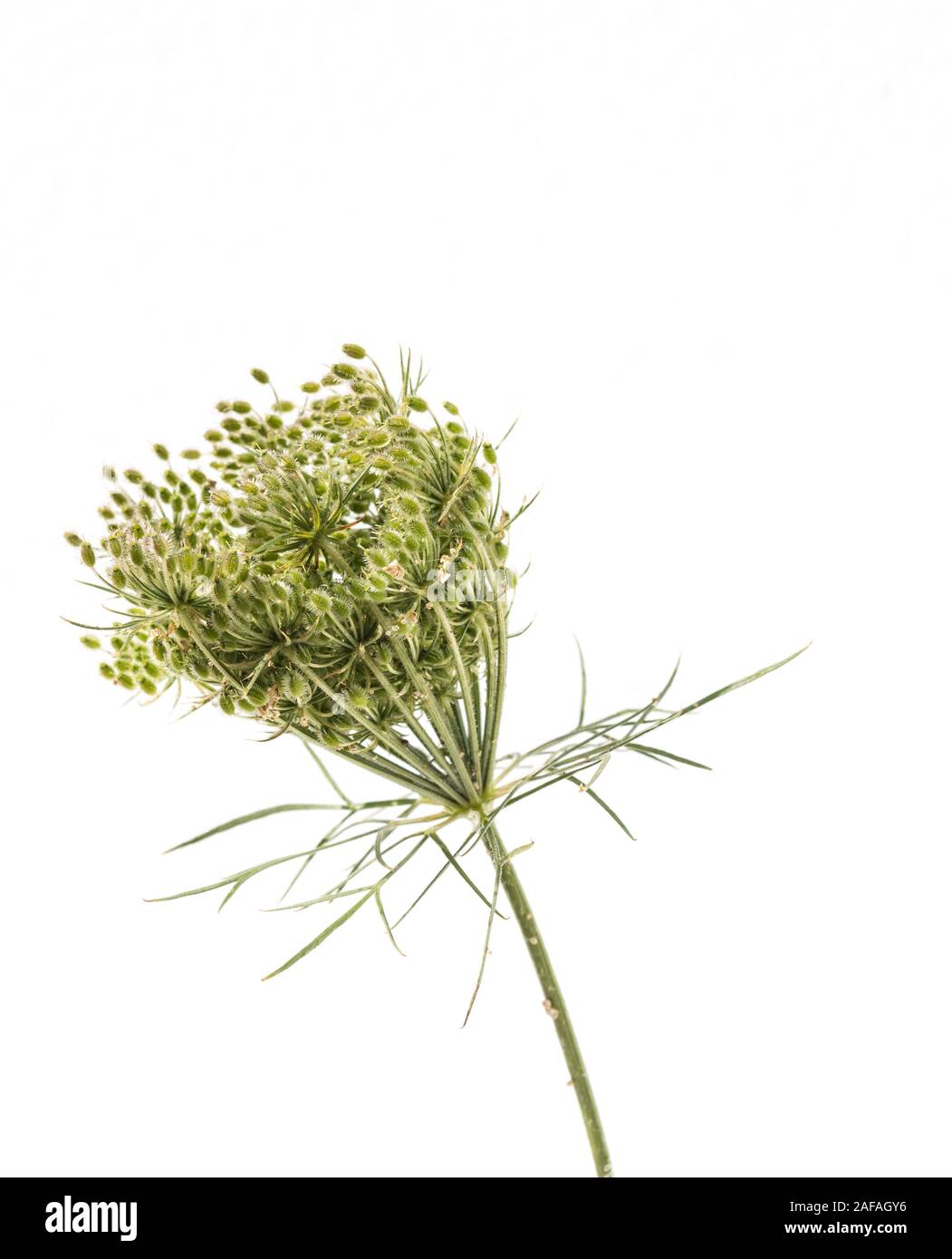 Isolierte Blume von Daucus carota Stockfoto