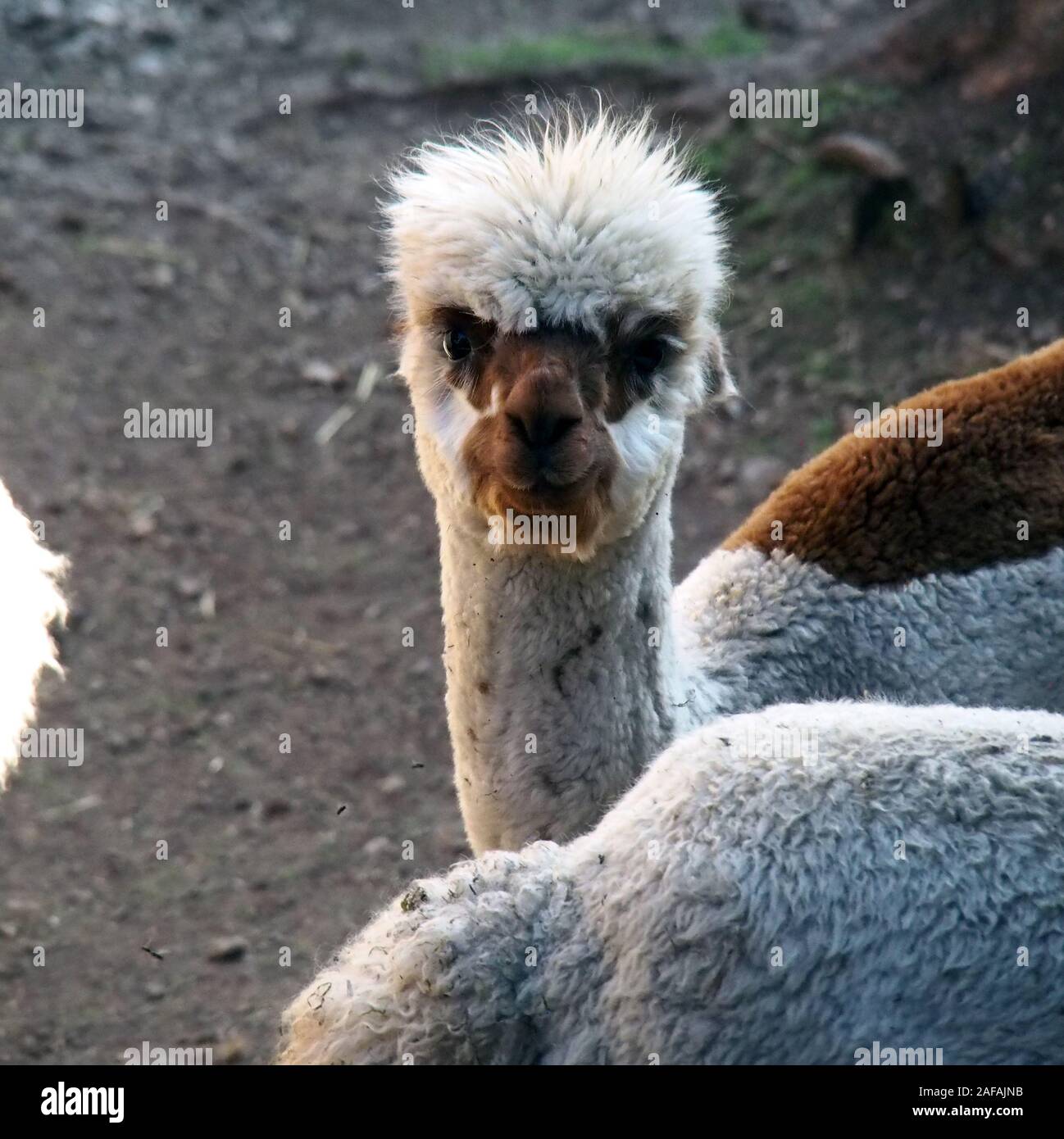 Niedlicher Alpaka im quadraten Rahmen Stockfoto