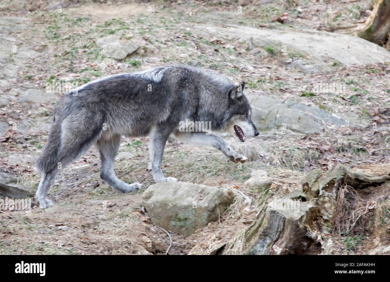Eine einsame Schwarze wolf Walking im Winter in Kanada Stockfoto