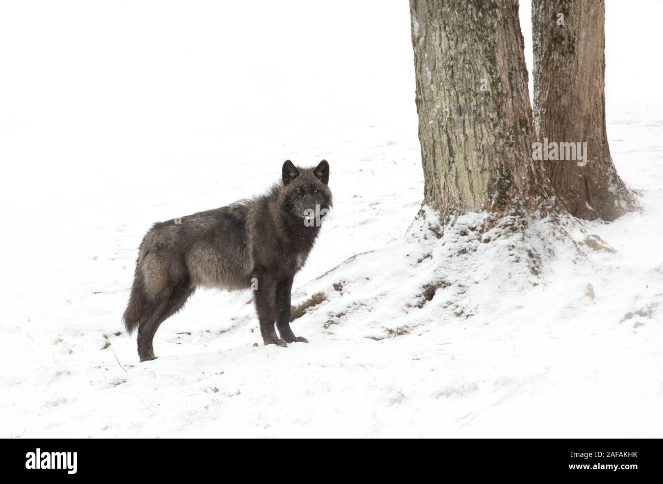 Eine einsame Schwarze wolf Walking im Winter in Kanada Stockfoto