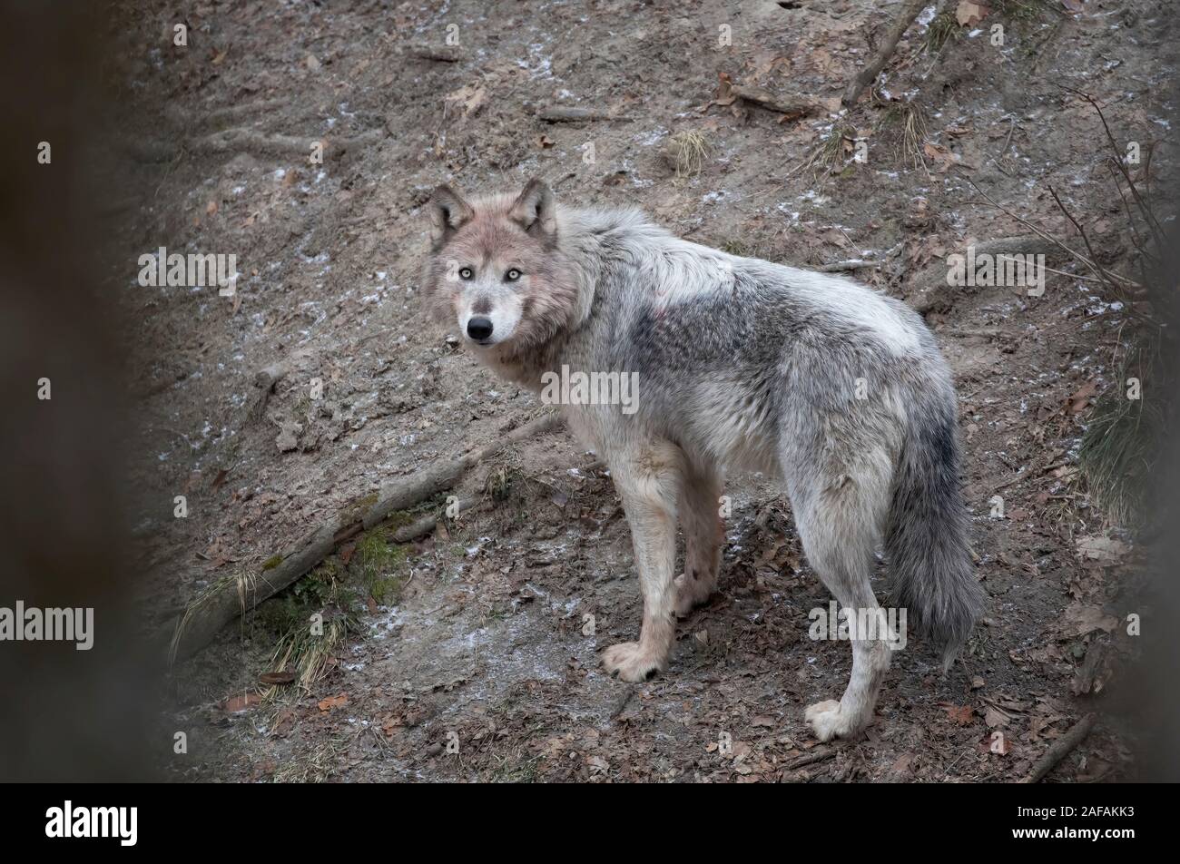 Eine einsame Schwarze wolf Walking im Winter in Kanada Stockfoto