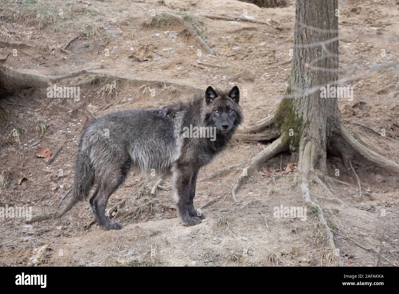 Eine einsame Schwarze wolf Walking im Winter in Kanada Stockfoto