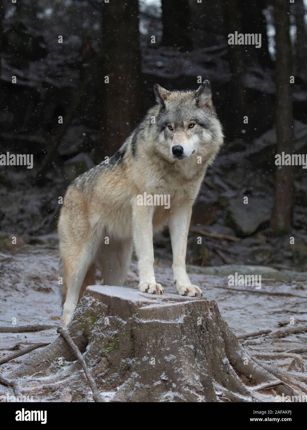 Ein einsamer Timber Wolf oder grauen Wolf Canis lupus Porträt im Winter Schnee in Kanada Stockfoto