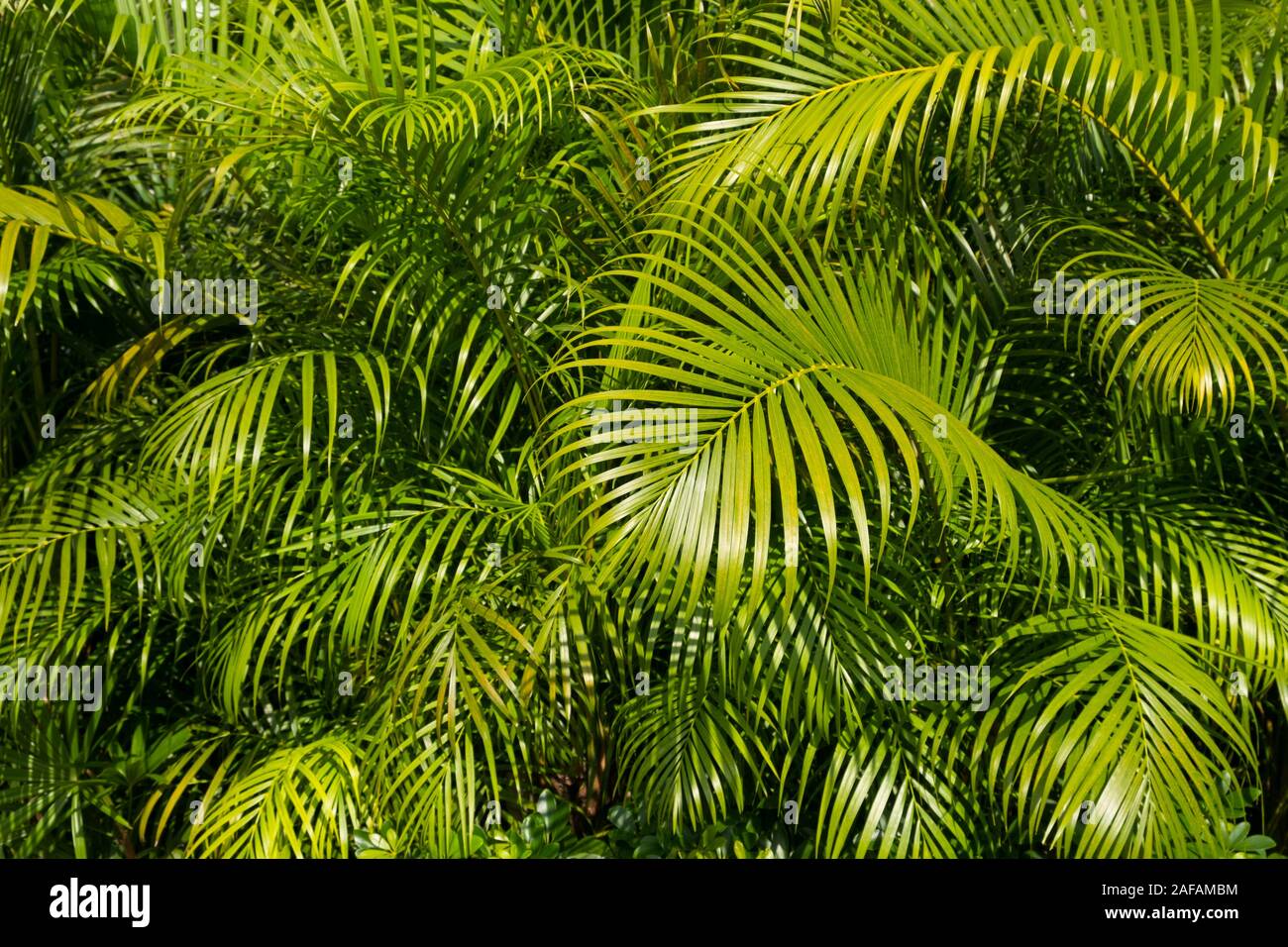 Palm Tree leaf Hintergrund - Palm Blätter Busch - Stockfoto