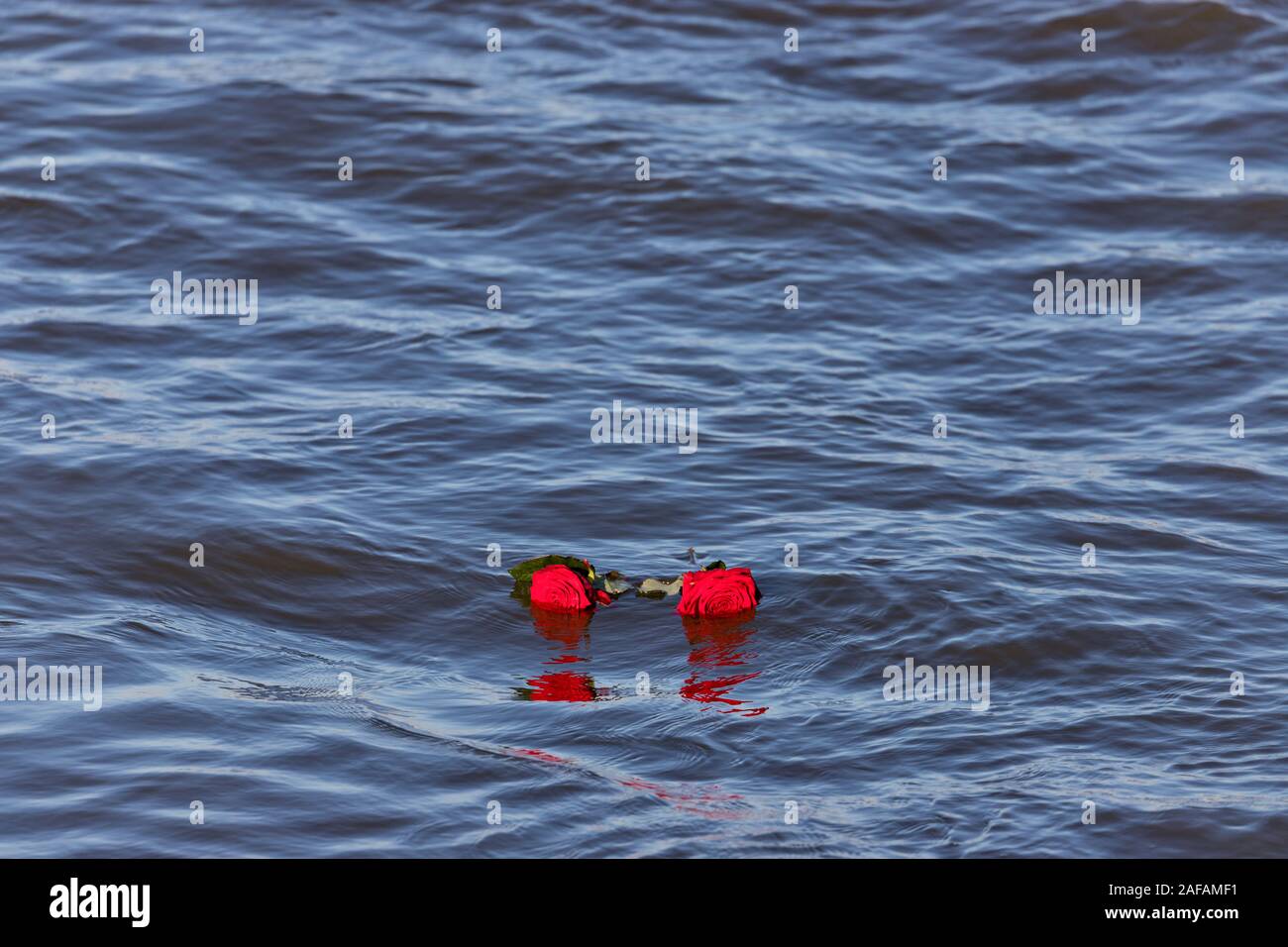 Rote Rosen im Meer nach der Bestattung auf See Stockfoto