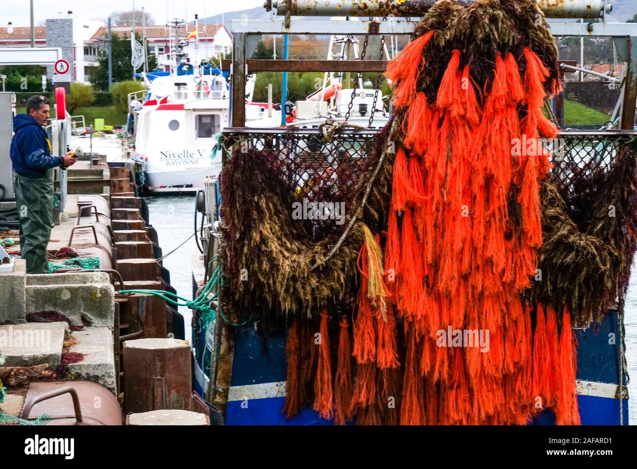 Entladen von Rotalgen, Fischerhafen von Saint-Jean-de-Luz, Aquitanien, Frankreich Stockfoto