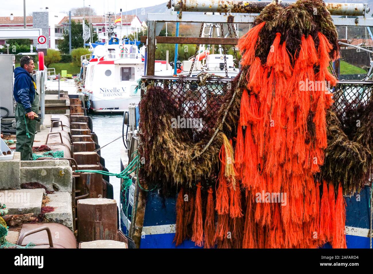 Entladen von Rotalgen, Fischerhafen von Saint-Jean-de-Luz, Aquitanien, Frankreich Stockfoto