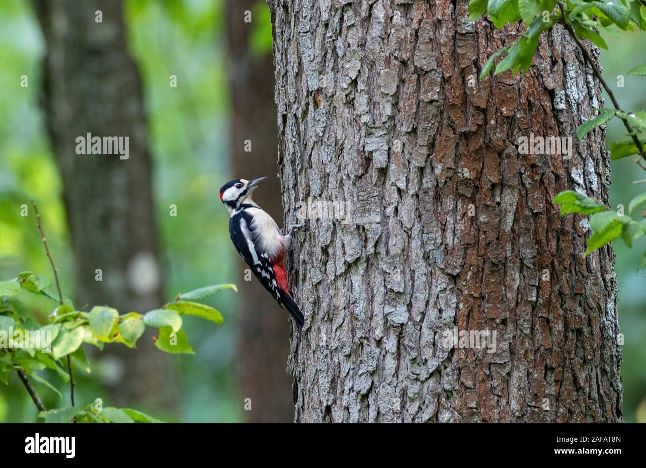 Buntspecht (Dendrocopos major) männlichen auf Zweig, Bialowieza, Polen, Europa Stockfoto