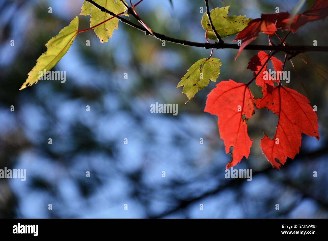 Bunte Blätter im Herbst im nördlichen Ontario Stockfoto