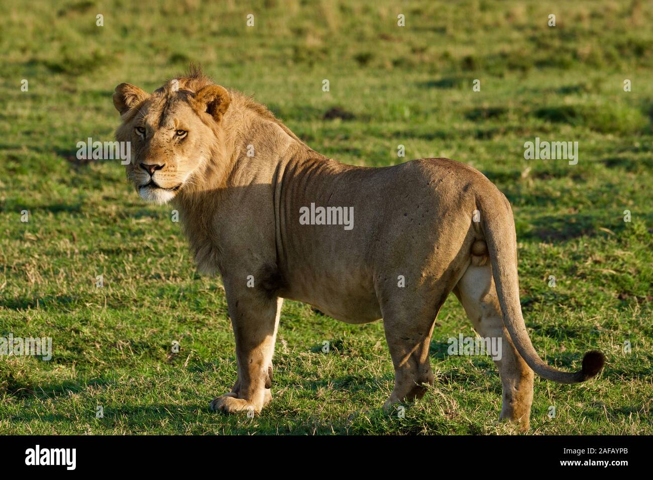 Fabelhafte Lions in der Masai Mara Stockfoto