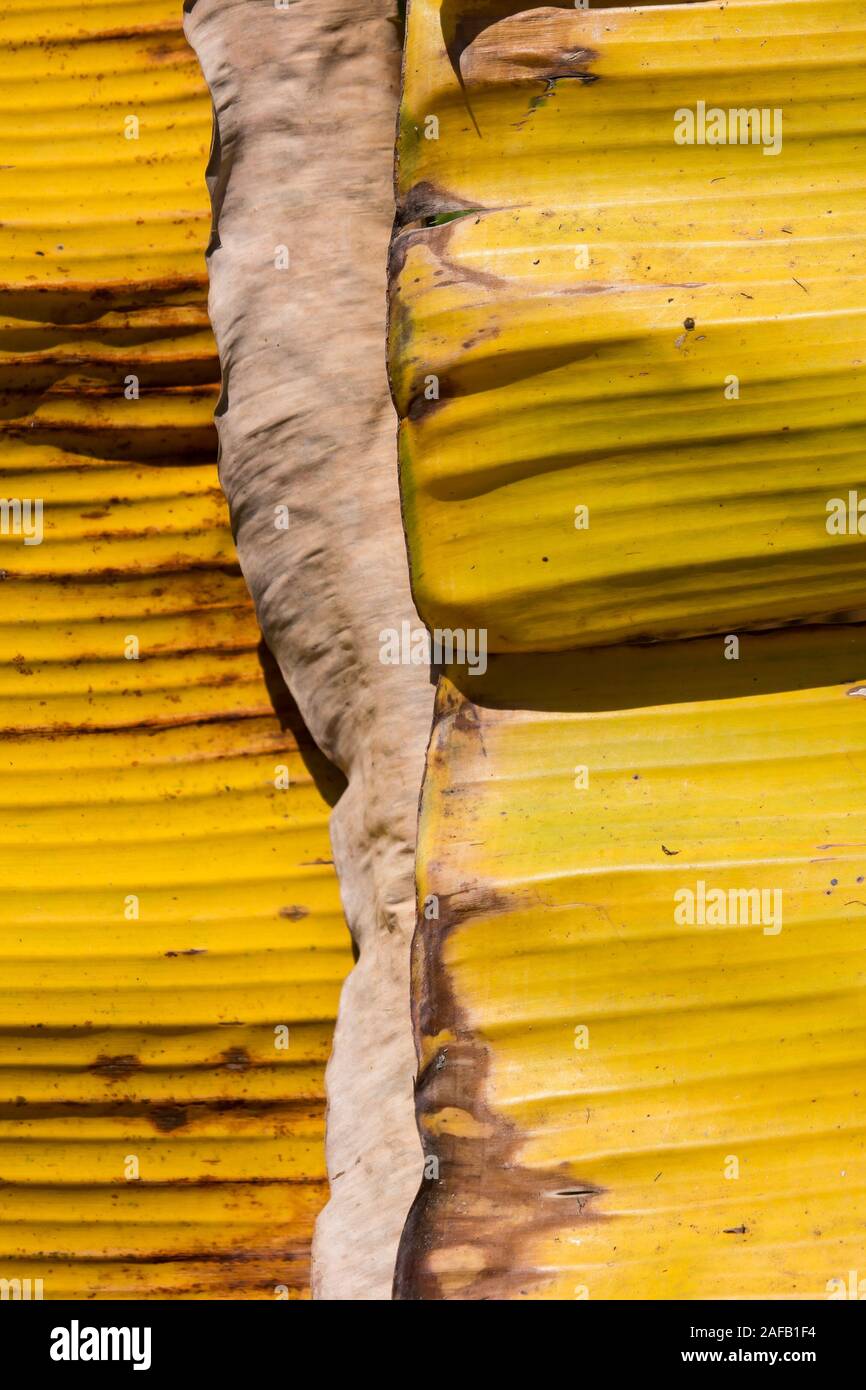 Welkes Blatt Bananenbaum, Pisang Awak Banane Stockfoto