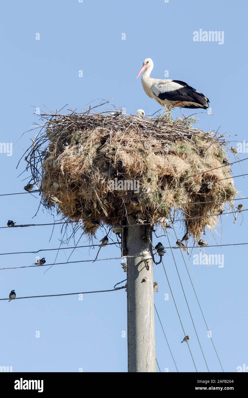 Weißstorch (Ciconia ciconia) Stehen auf einem Bein in seinem Nest mit einem jungen Vogel und mit Spatzen nisten im Nest, die auf einer metallischen Pole aufgebaut ist Stockfoto
