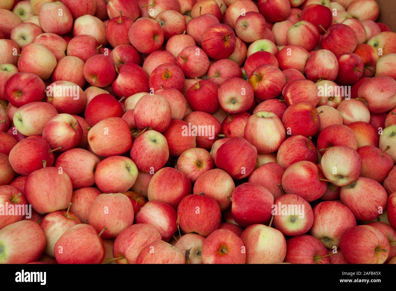 Einen Haufen Äpfel zum Verkauf an einen Bauernmarkt. Stockfoto