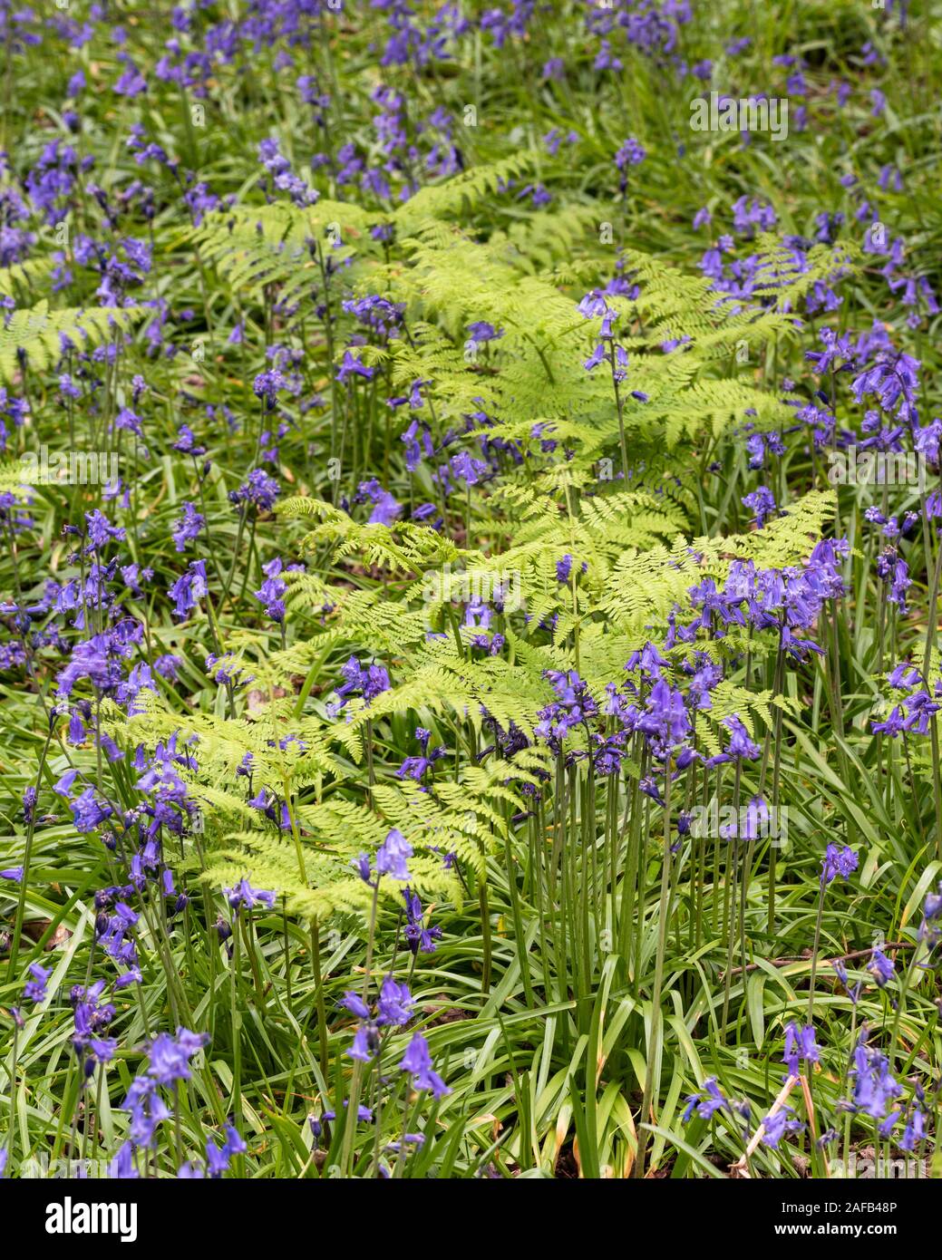 Suffolk bluebell Holz im Frühjahr Stockfoto