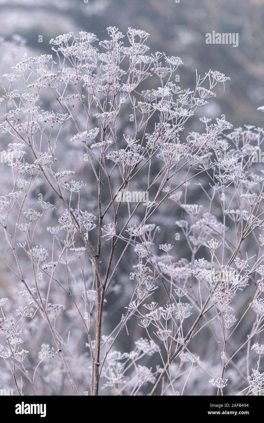 Gefrorene Hemlock im Winter Stockfoto
